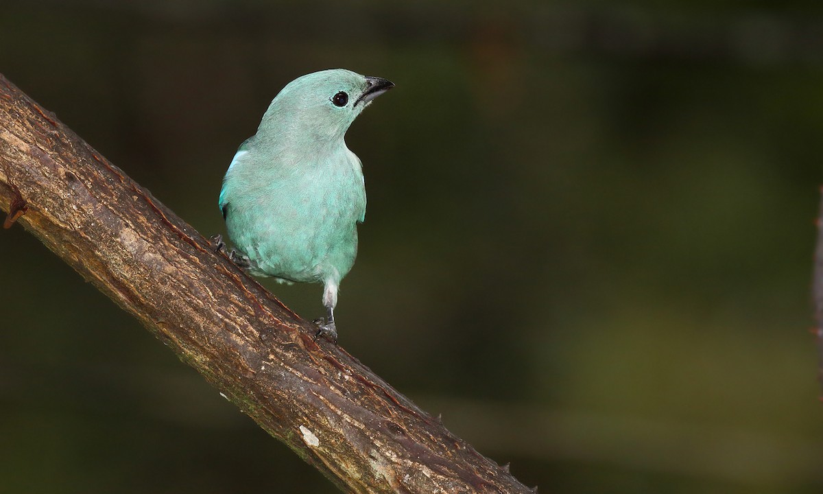 Blue-gray Tanager - ML251264161