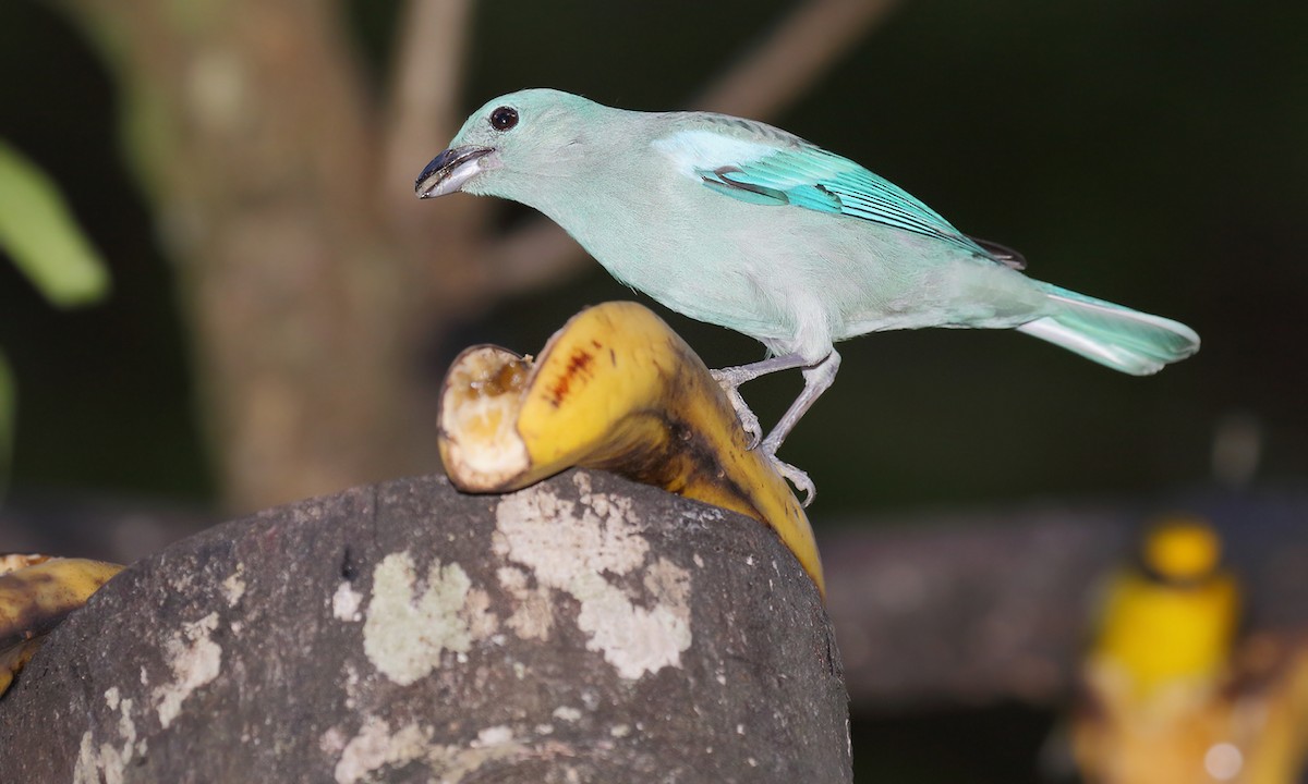 Blue-gray Tanager - ML251264221