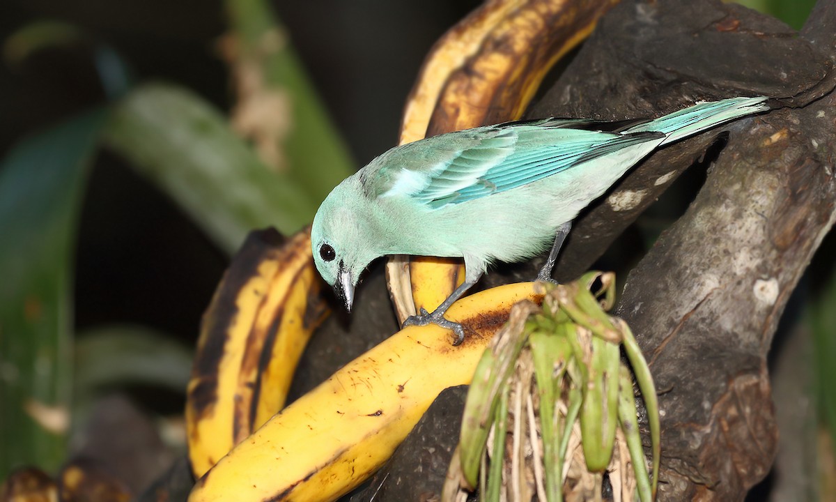 Blue-gray Tanager - ML251264251