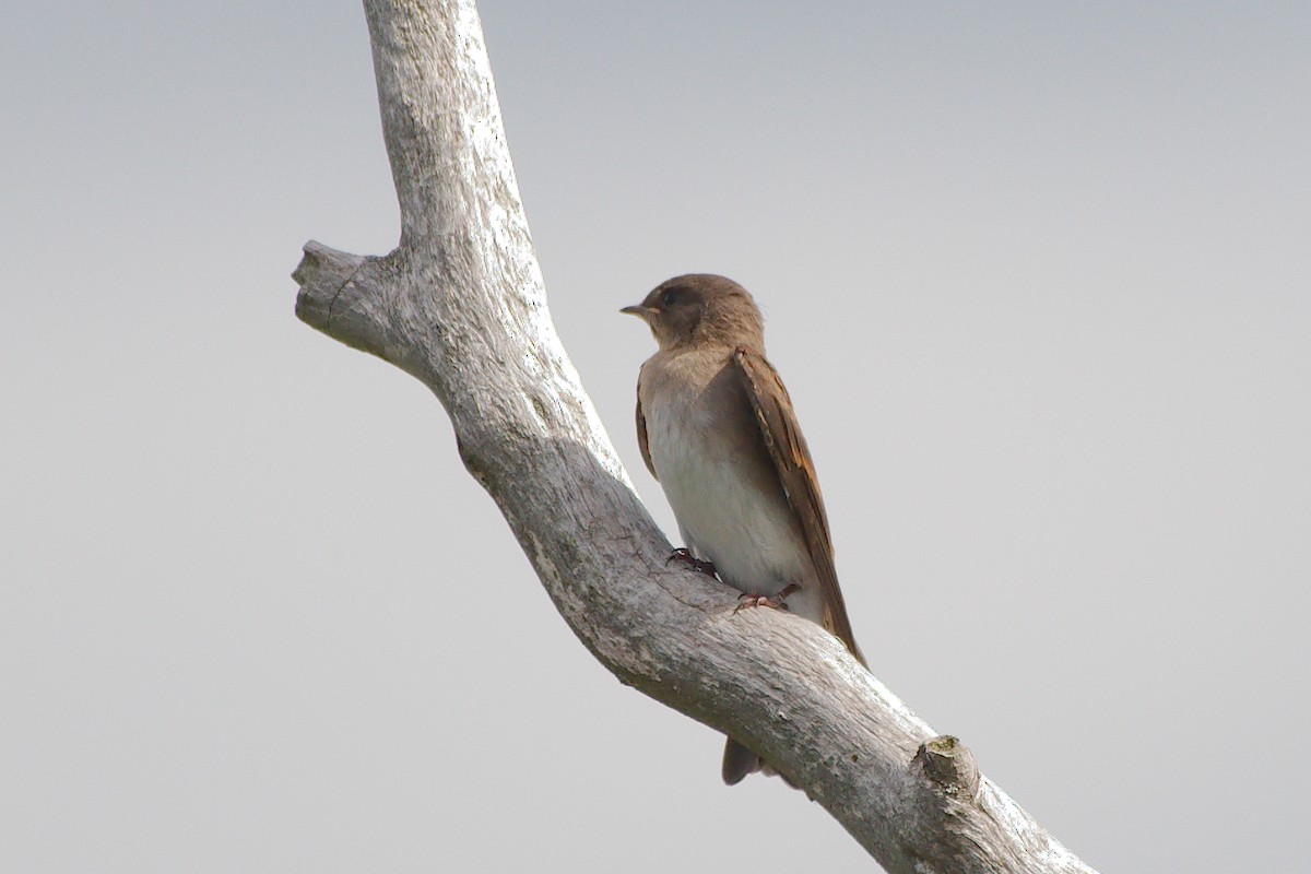 Northern Rough-winged Swallow - Rick Beaudon