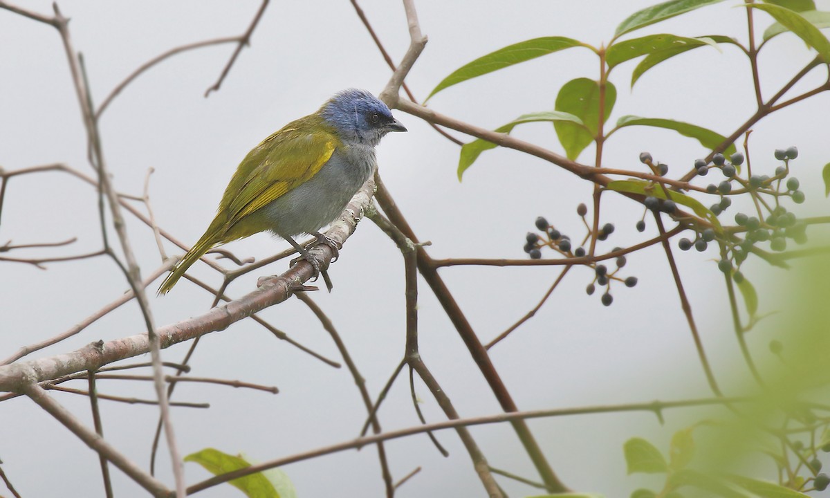 Blue-capped Tanager - ML251264401