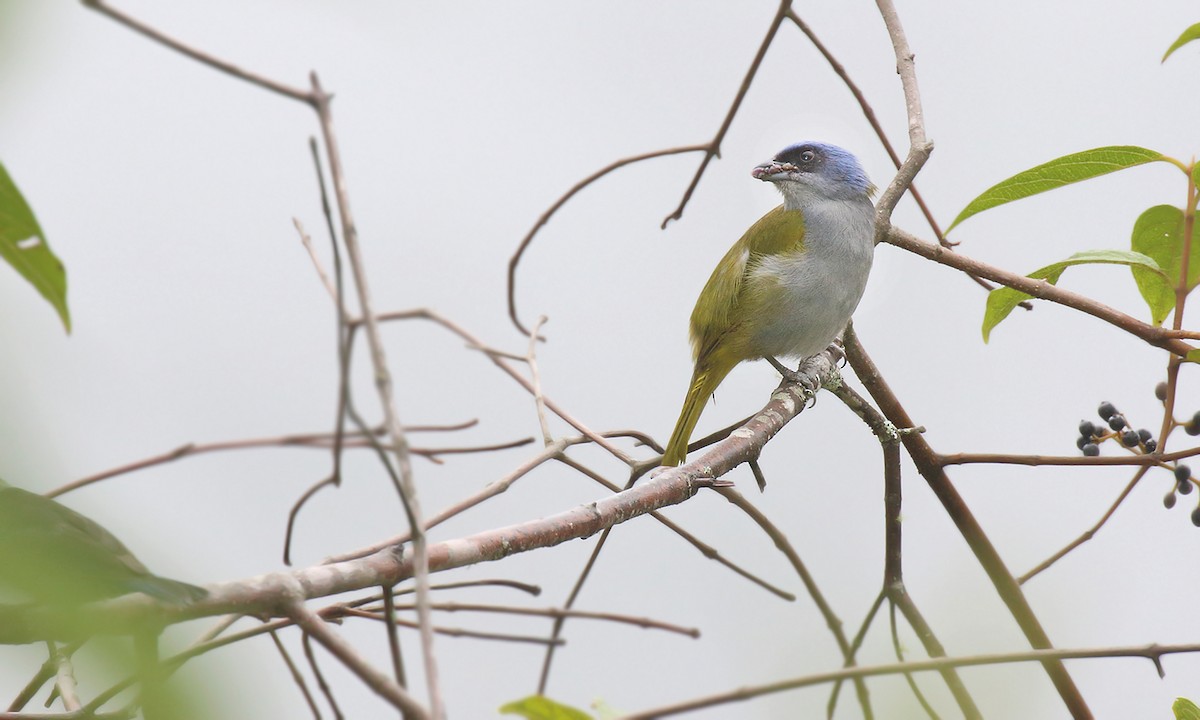 Blue-capped Tanager - ML251264441