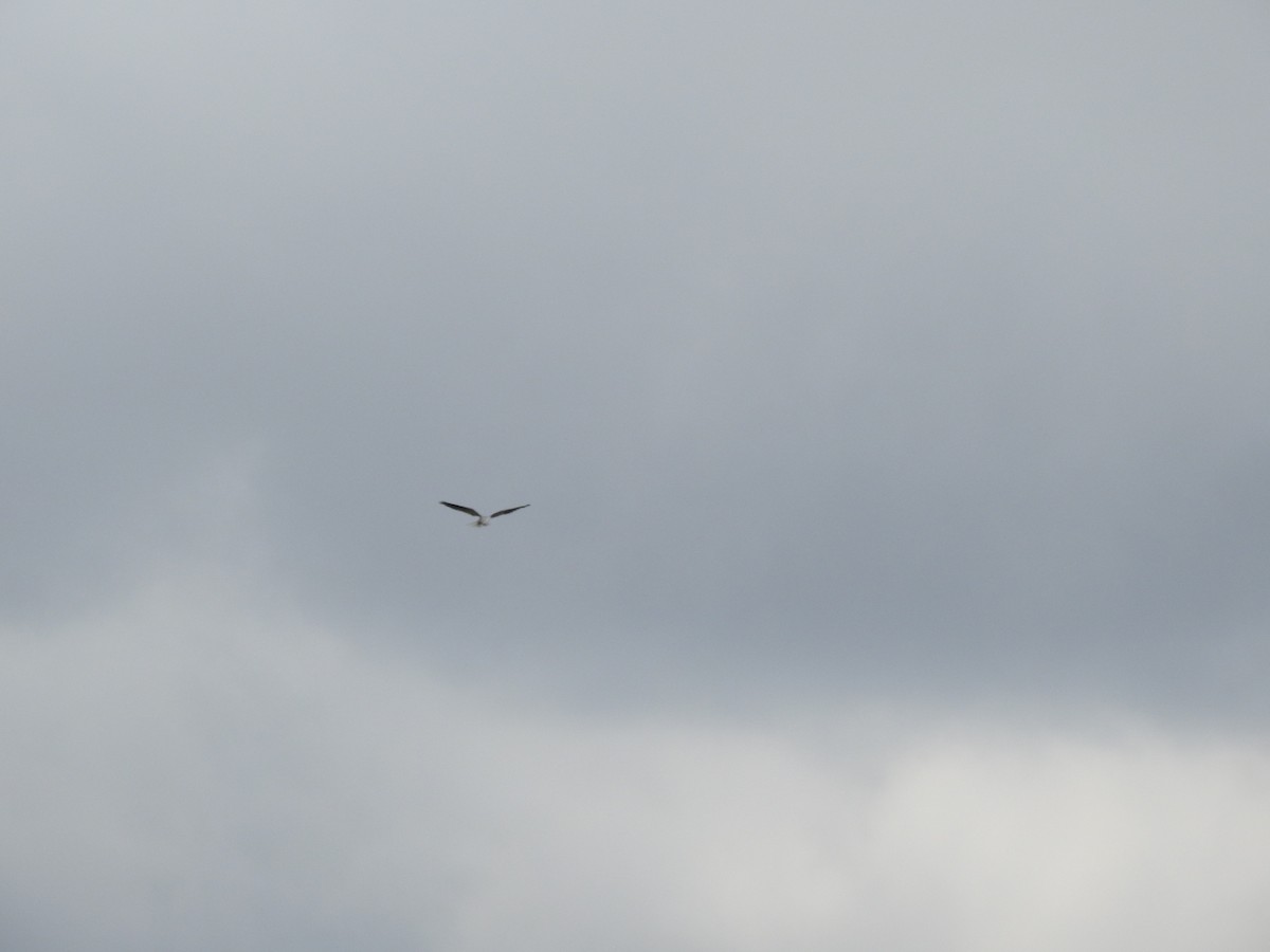 White-tailed Kite - Luis Curillo