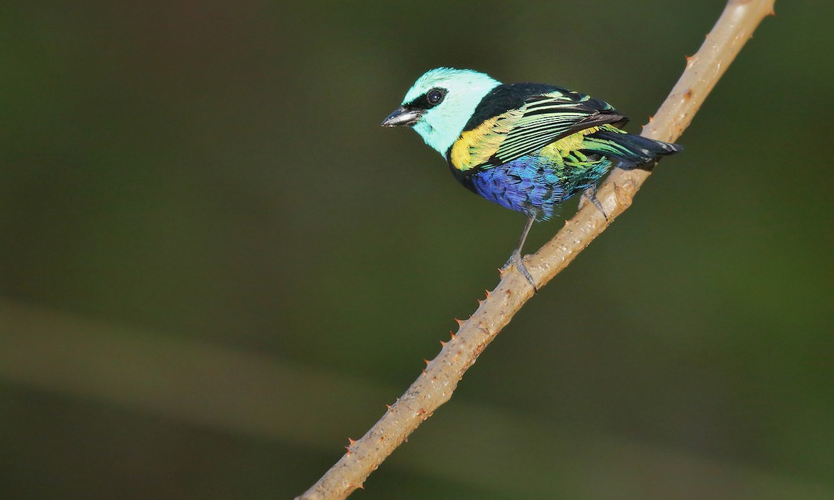 Blue-necked Tanager - ML251264991