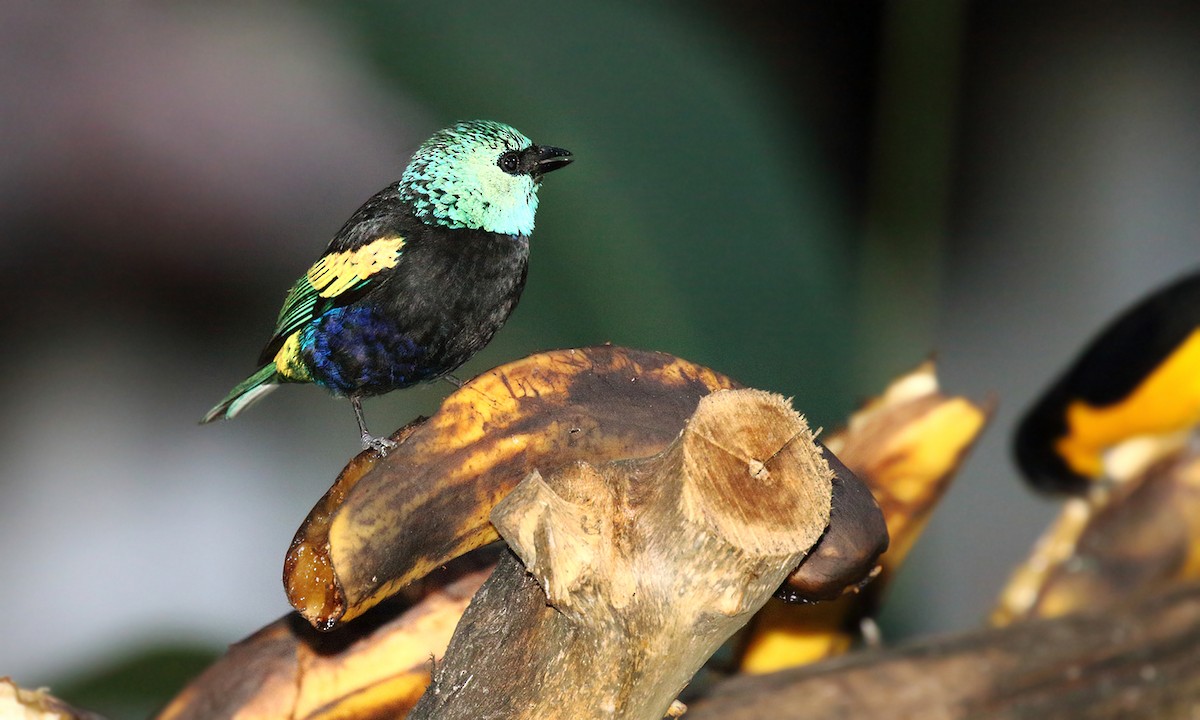 Blue-necked Tanager - ML251265031