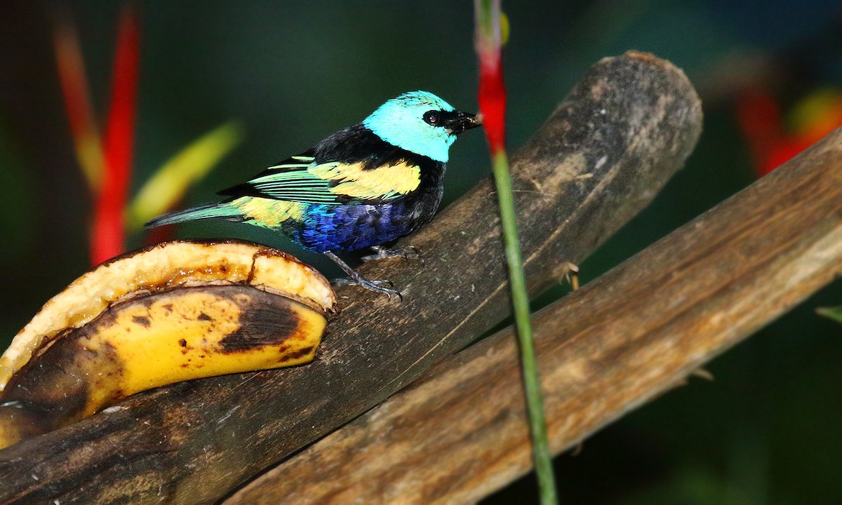 Blue-necked Tanager - ML251265051