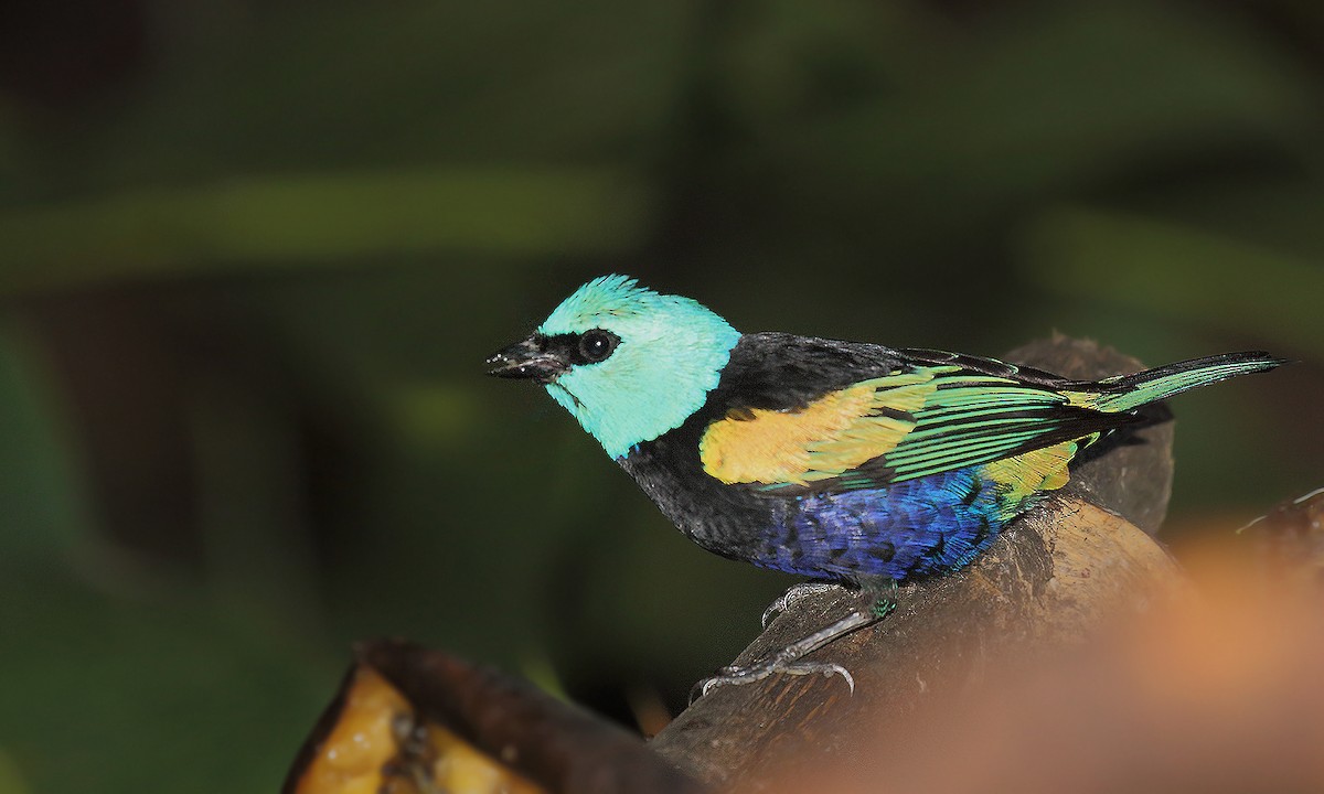 Blue-necked Tanager - ML251265141