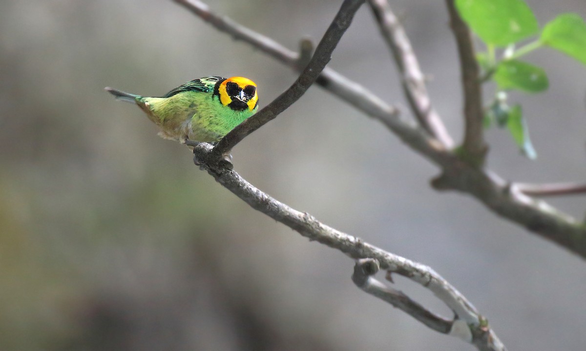 Saffron-crowned Tanager - ML251265341