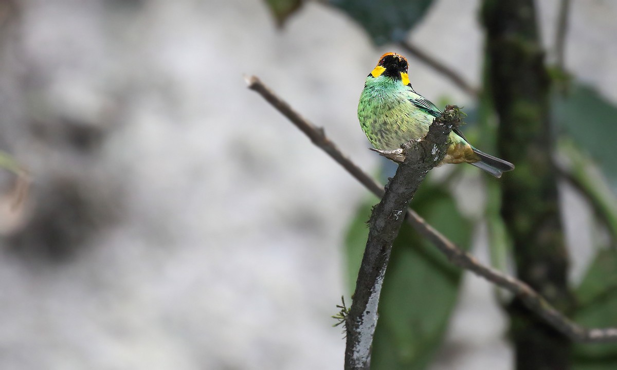 Saffron-crowned Tanager - ML251265351