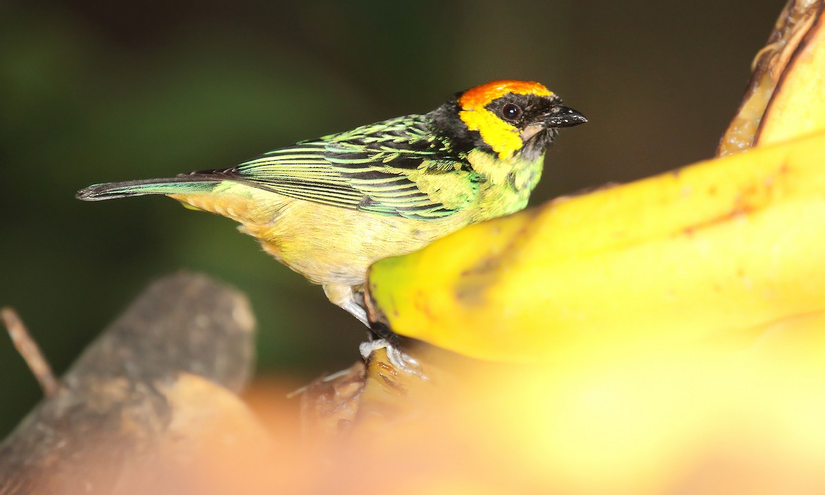 Saffron-crowned Tanager - ML251265371
