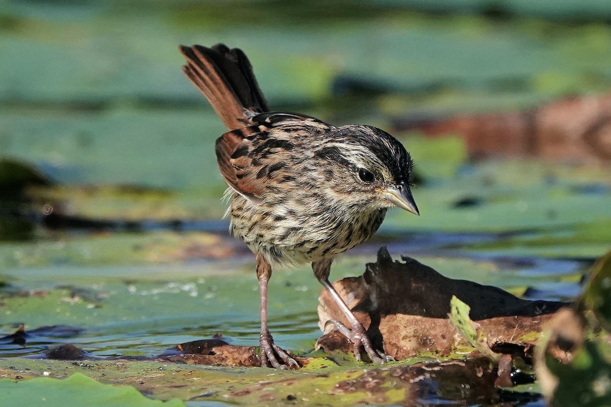 Swamp Sparrow - Julie Paquette
