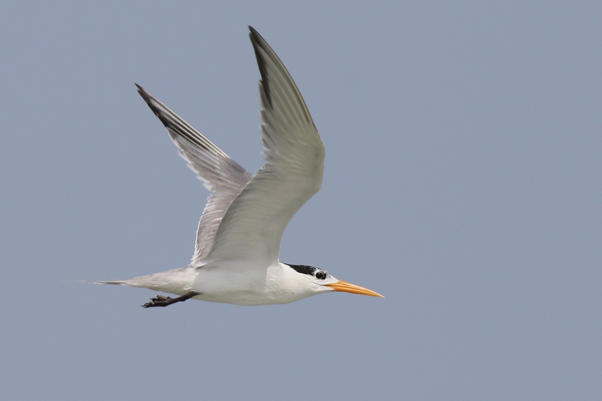 Lesser Crested Tern - David Lewis