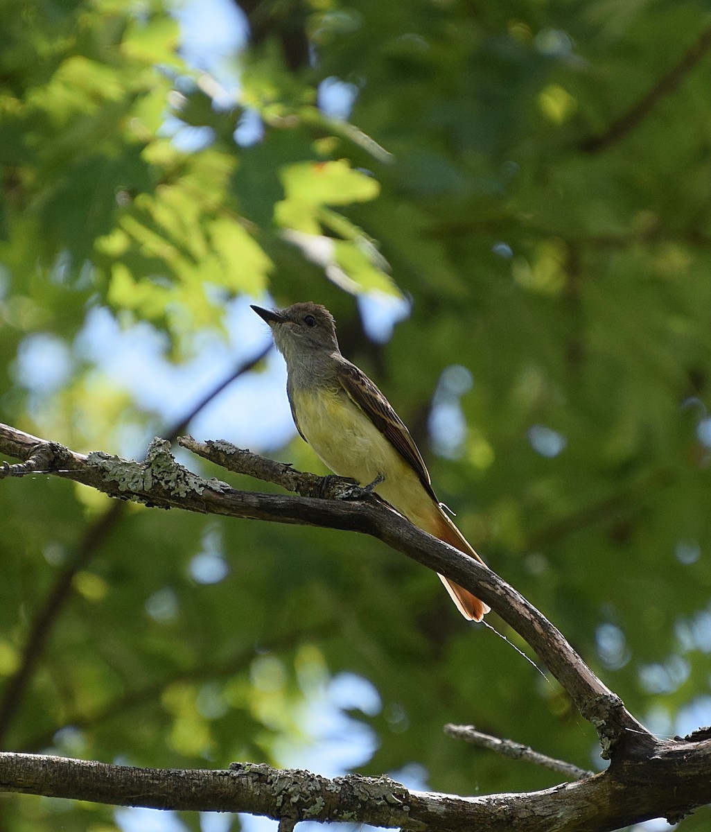 Great Crested Flycatcher - Renee Levesque