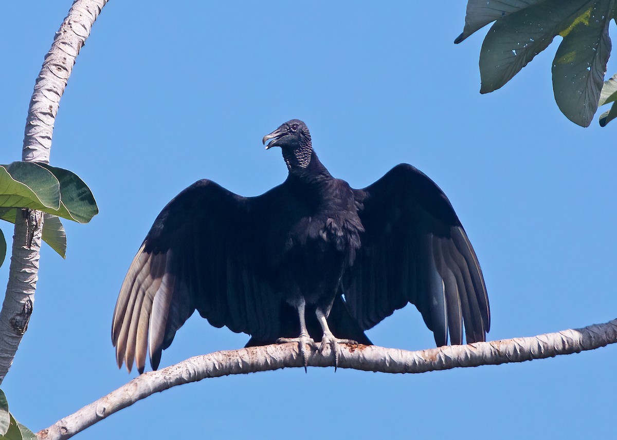 Black Vulture - Sue&Gary Milks