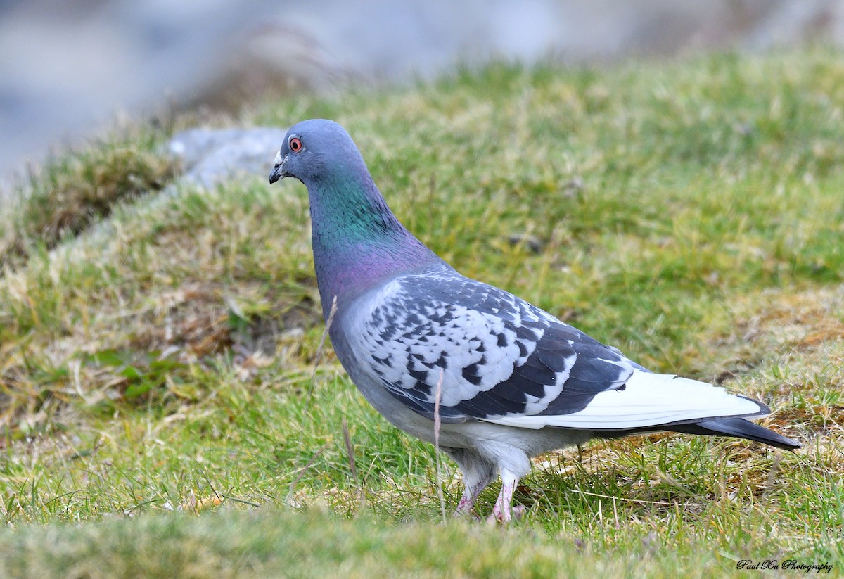 Rock Pigeon (Feral Pigeon) - ML251280031