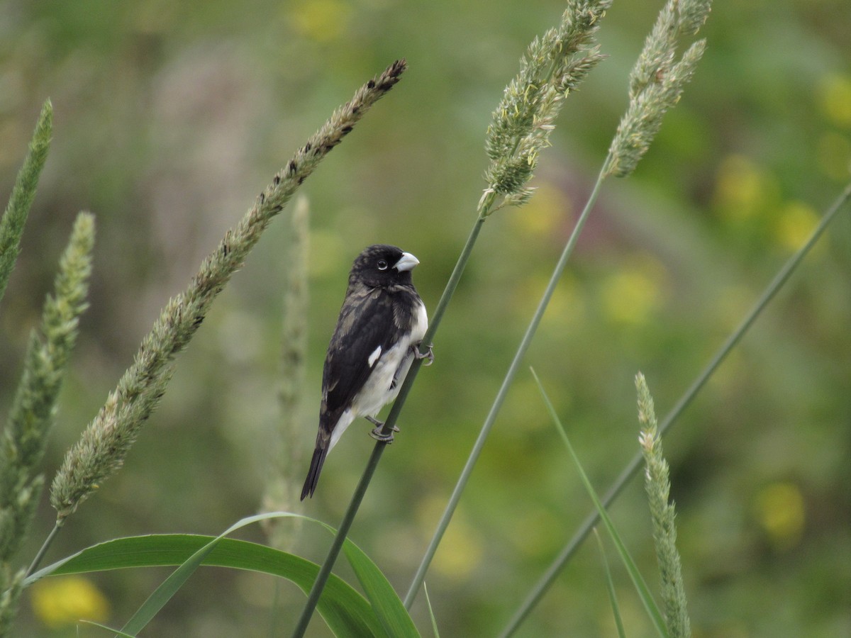 Black-and-white Seedeater - ML251285991