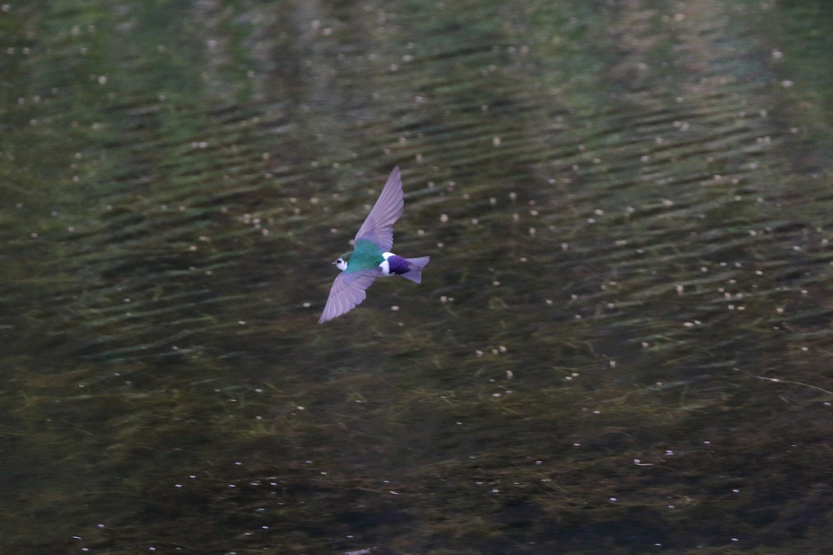 Violet-green Swallow - ML251291271