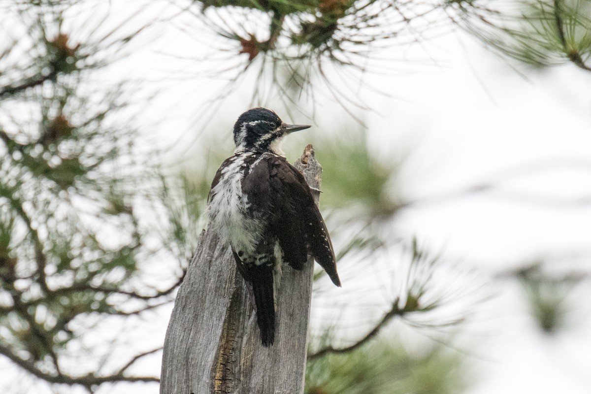 American Three-toed Woodpecker - Emily Turteltaub Nelson