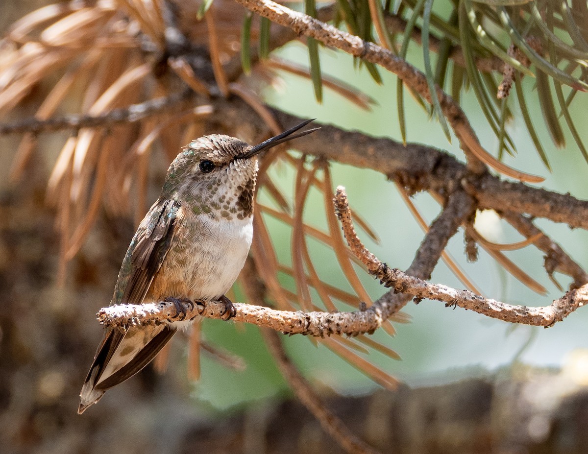 Broad-tailed Hummingbird - ML251292951
