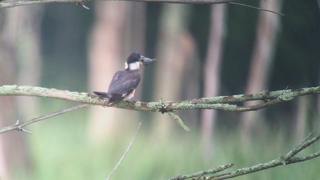 Belted Kingfisher - ML251297331
