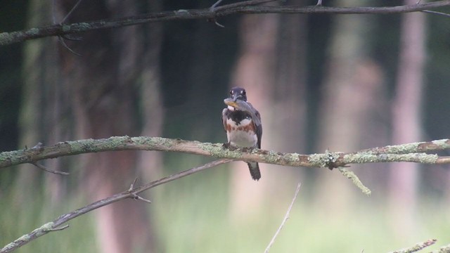 Belted Kingfisher - ML251297361