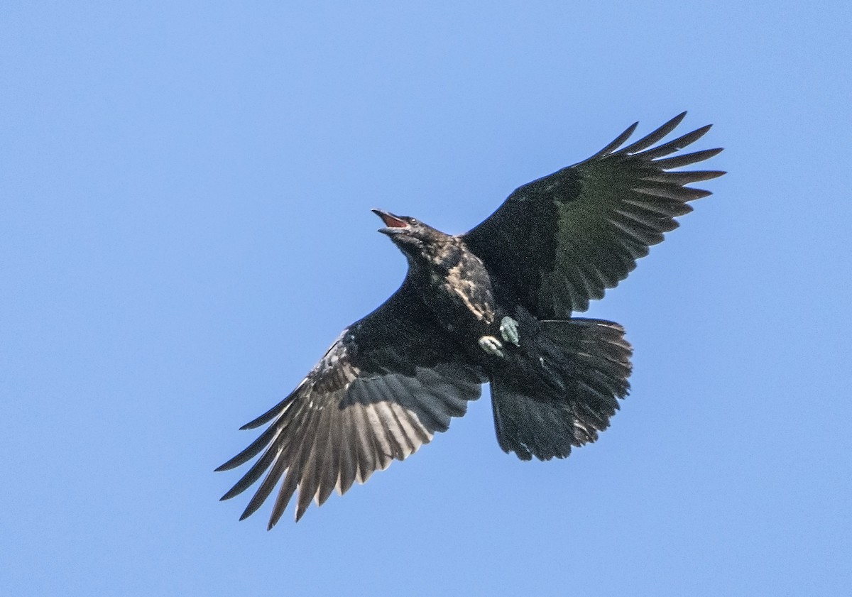Common Raven - Jean Hebert
