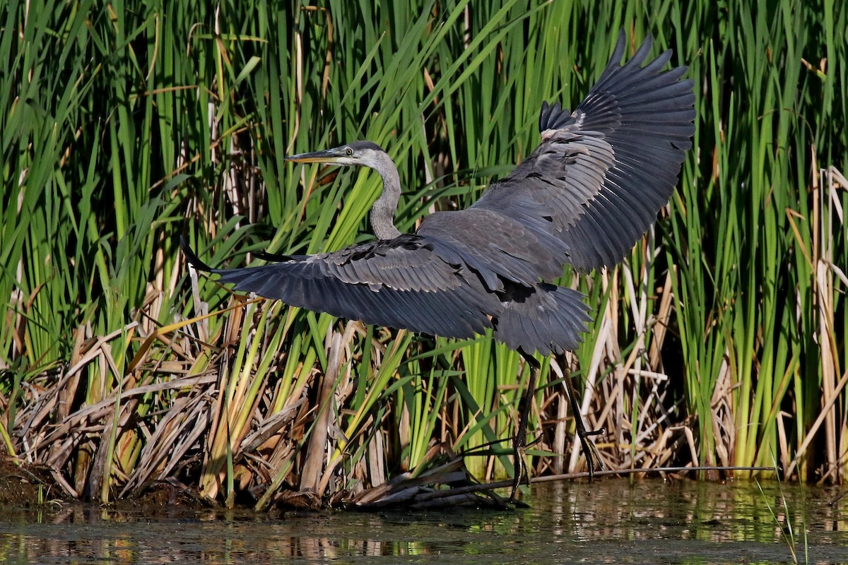 Great Blue Heron - Laval Roy
