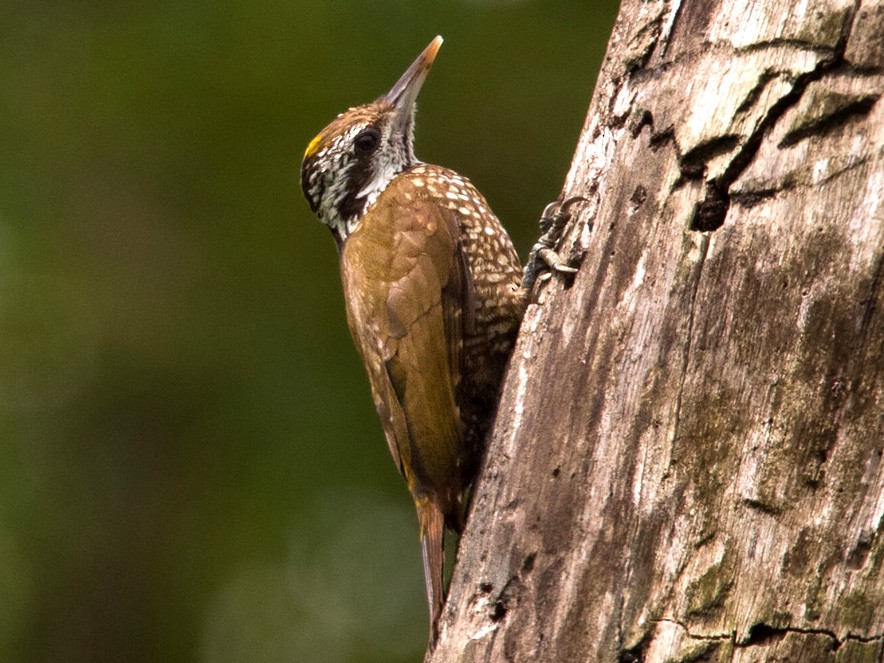 Golden-crowned Woodpecker - Lars Petersson | My World of Bird Photography