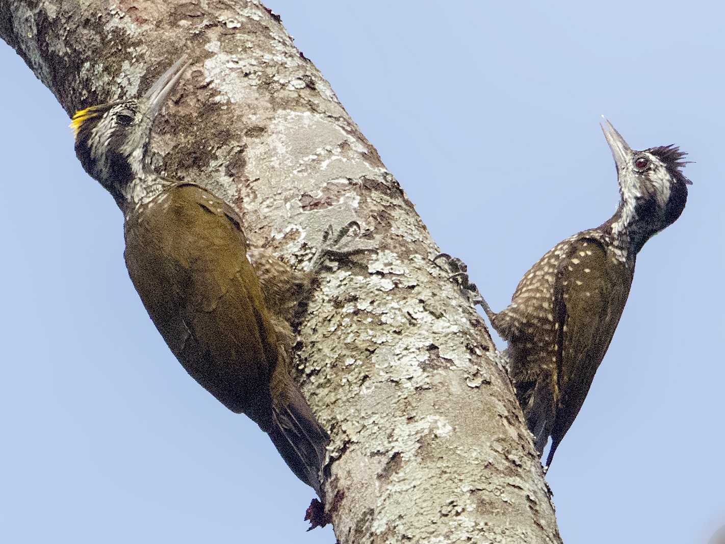 Golden-crowned Woodpecker - Bradley Hacker 🦜