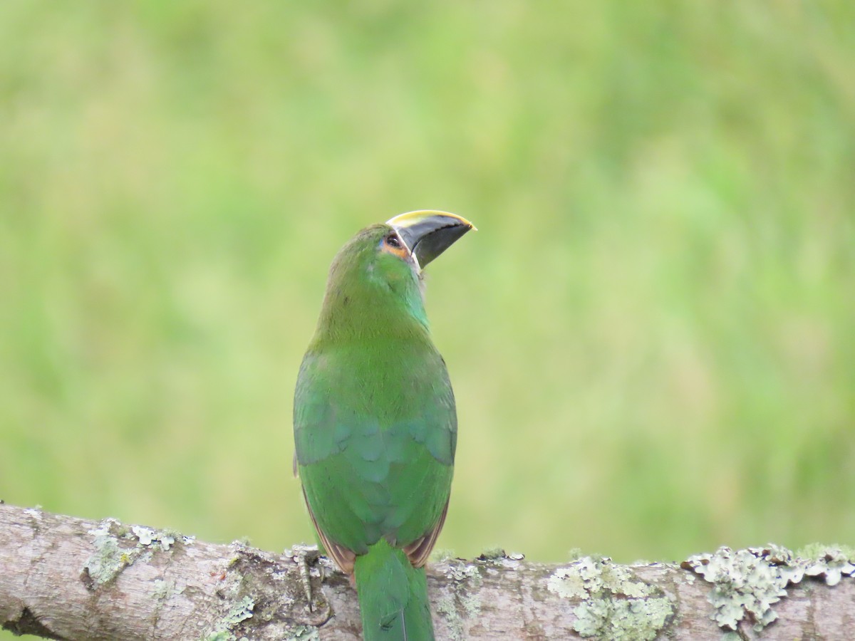 Southern Emerald-Toucanet (Andean) - ML251307221