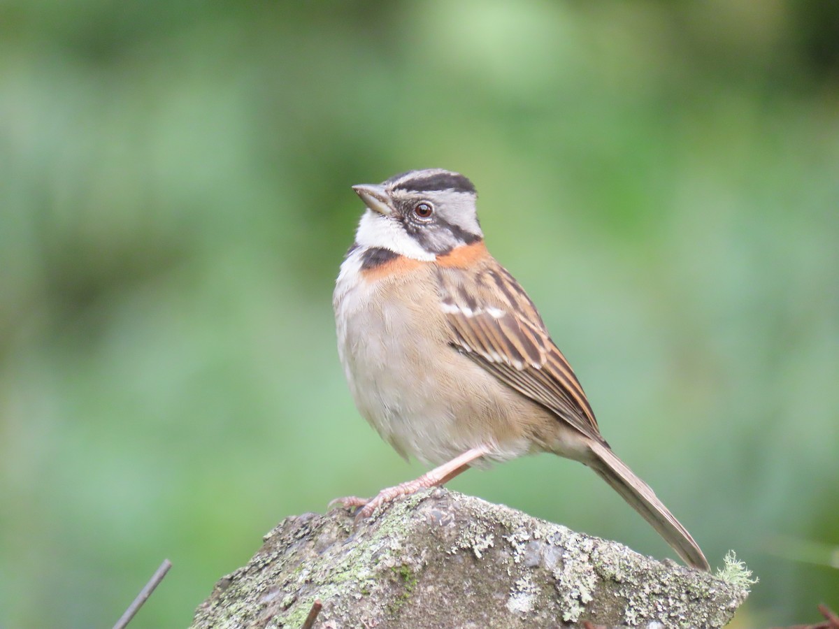 Rufous-collared Sparrow - Nestor Javier Orozco Clavijo