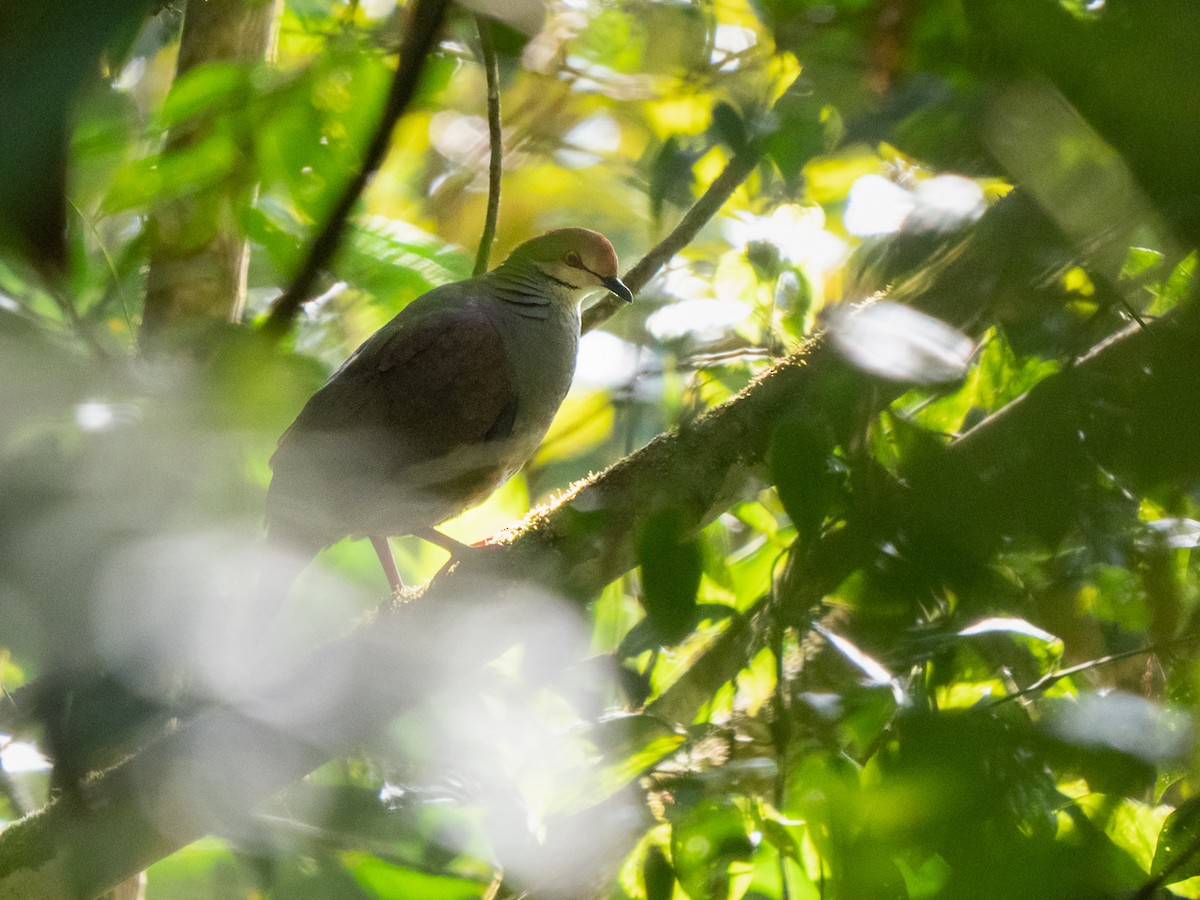 Russet-crowned Quail-Dove - ML251308031