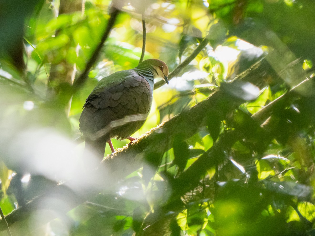 Russet-crowned Quail-Dove - ML251308101