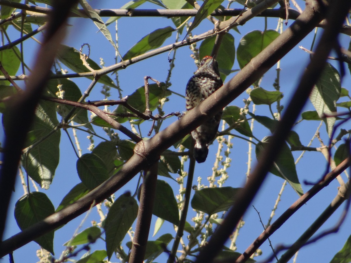 White-wedged Piculet - ML251308301