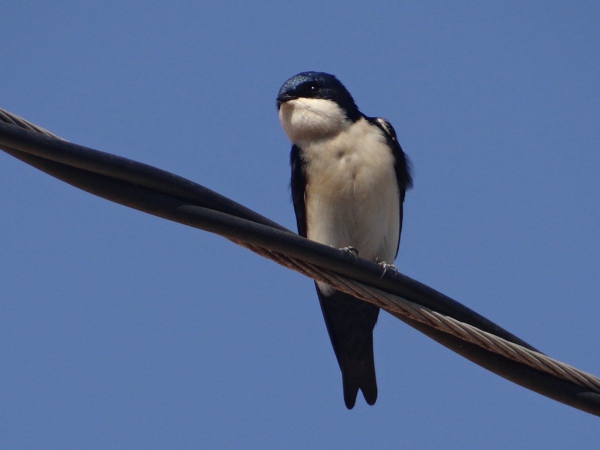 Blue-and-white Swallow - ML251309311