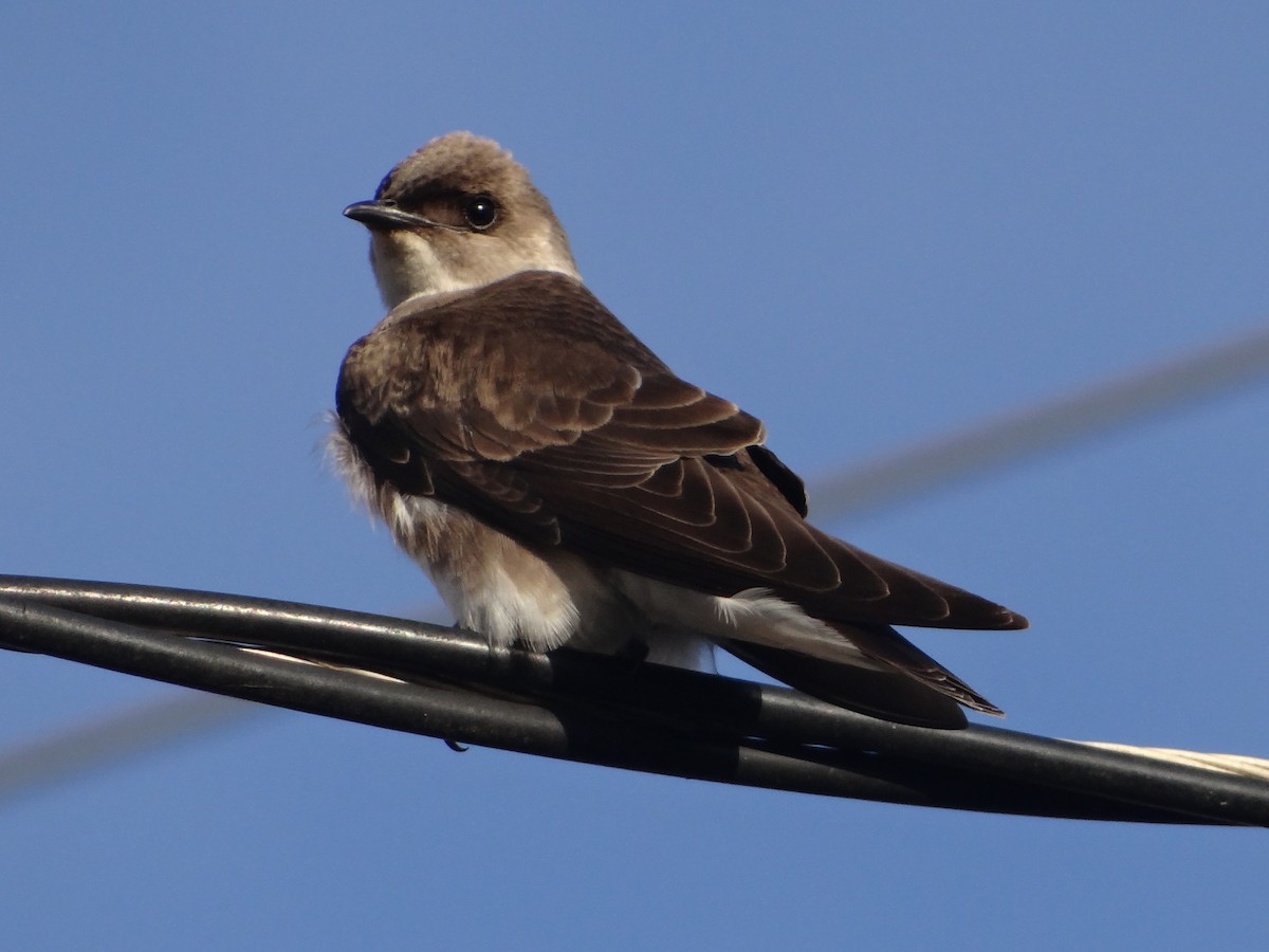 Brown-chested Martin - ML251309881