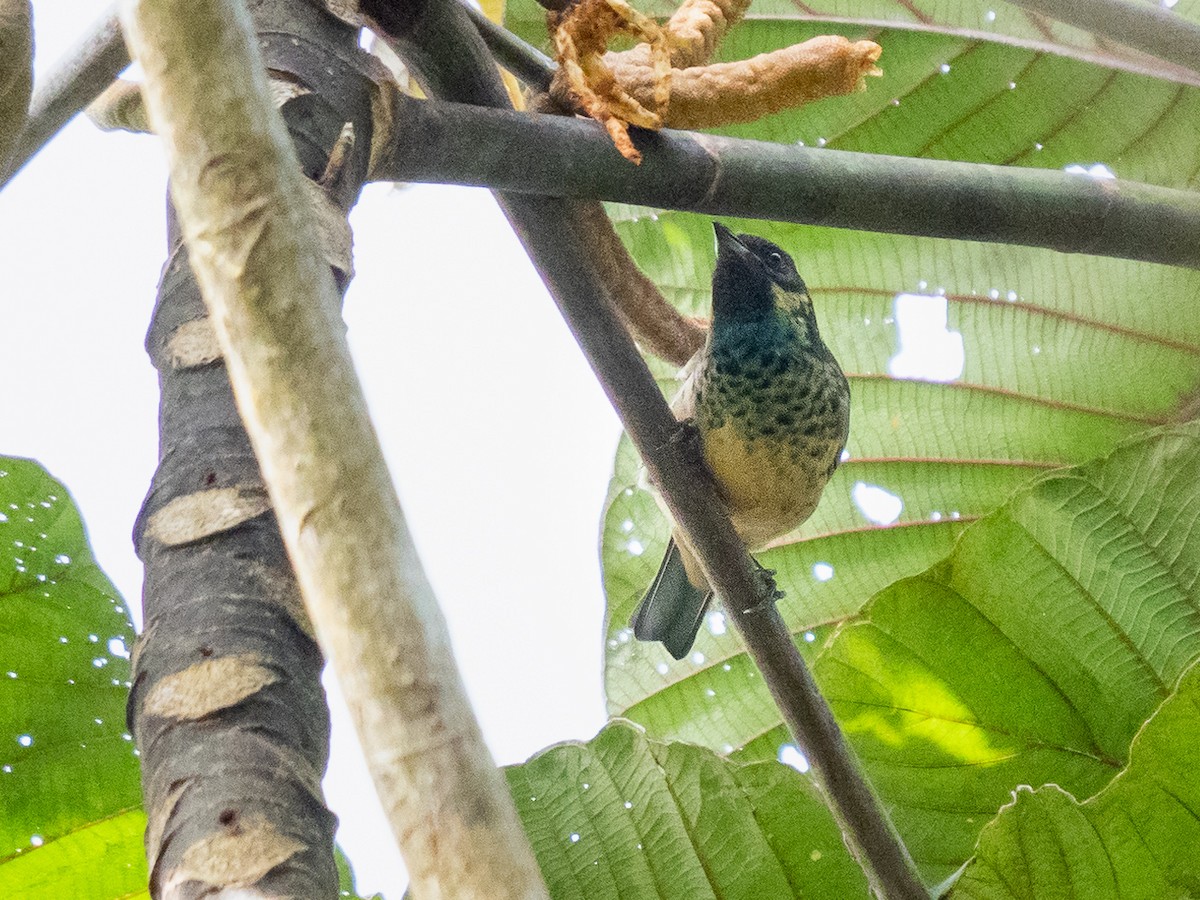 Green-naped Tanager - ML251311111