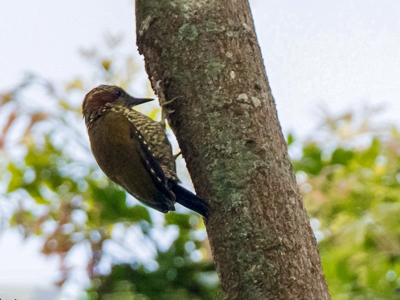 Brown-eared Woodpecker - Frédéric PELSY