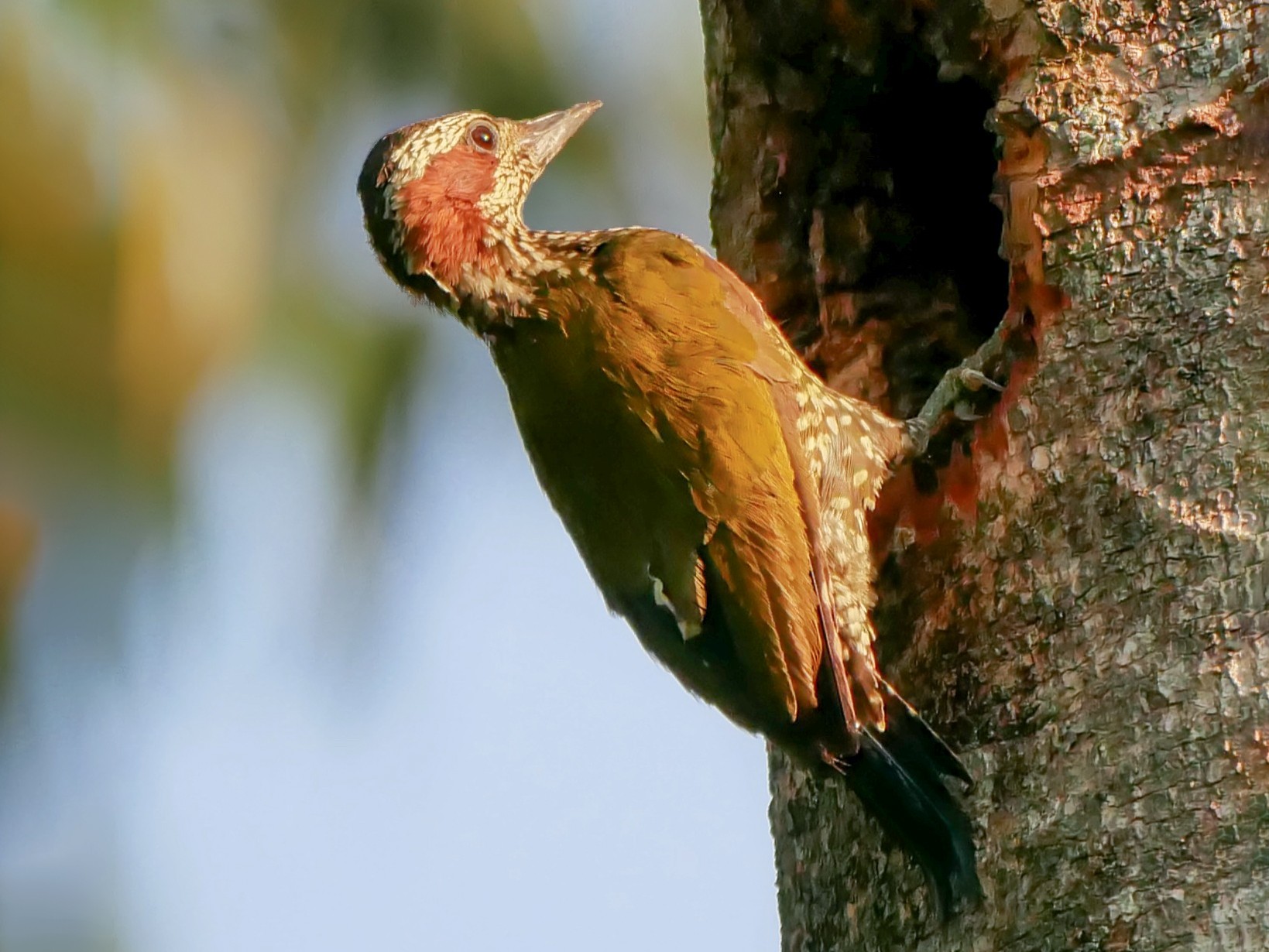 Brown-eared Woodpecker - Alexandre Vinot