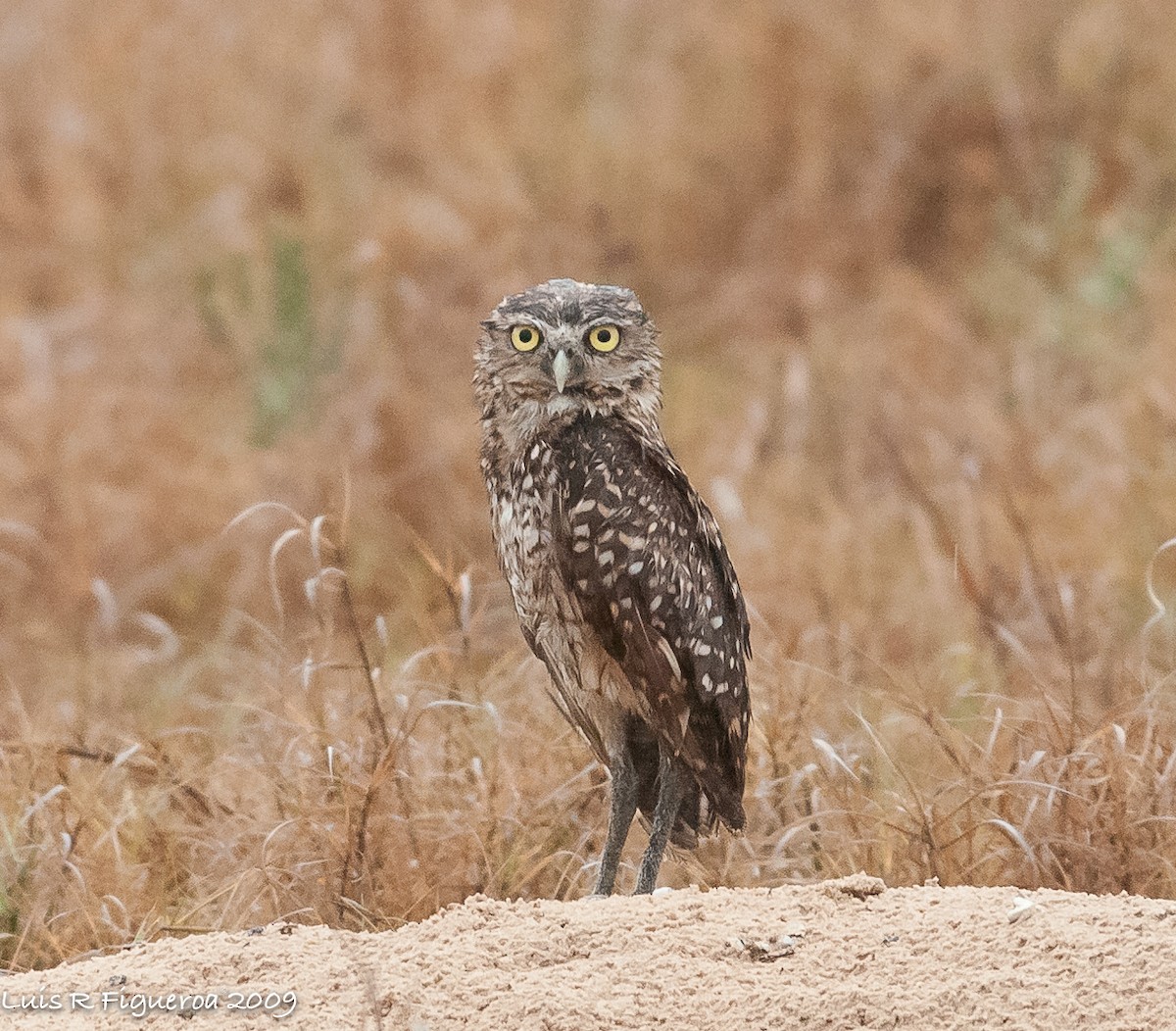 Burrowing Owl - ML251311441