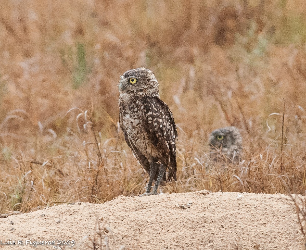 Burrowing Owl - ML251314111
