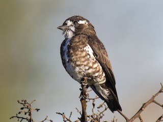  - White-browed Purpletuft