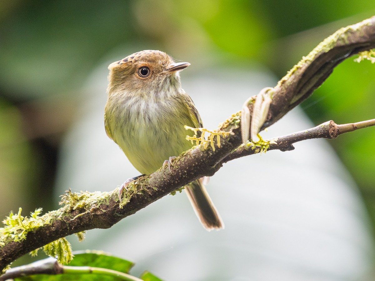 Scale-crested Pygmy-Tyrant - ML251314641