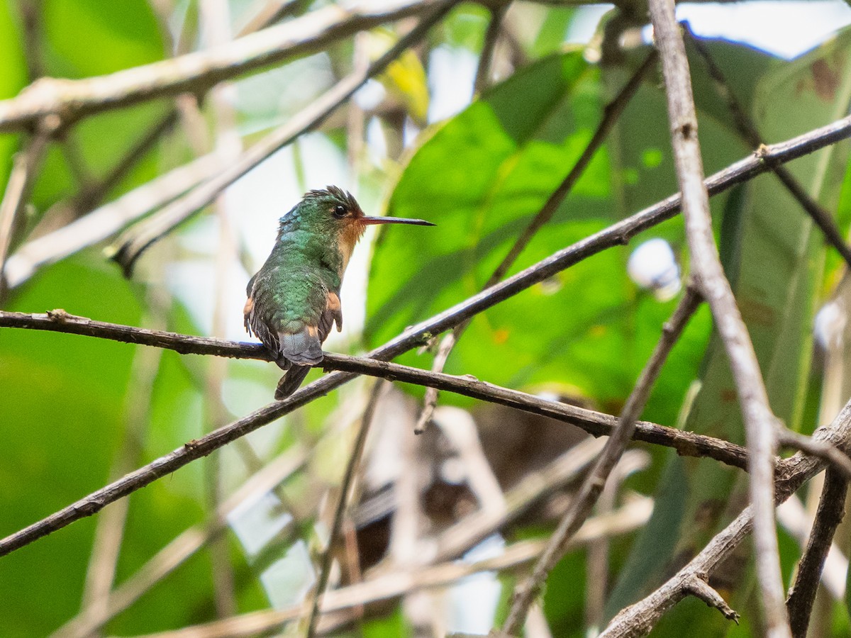 Pirre Hummingbird - ML251314651