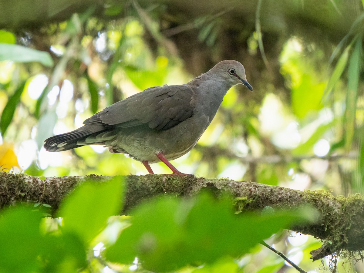 Gray-chested Dove - ML251315151