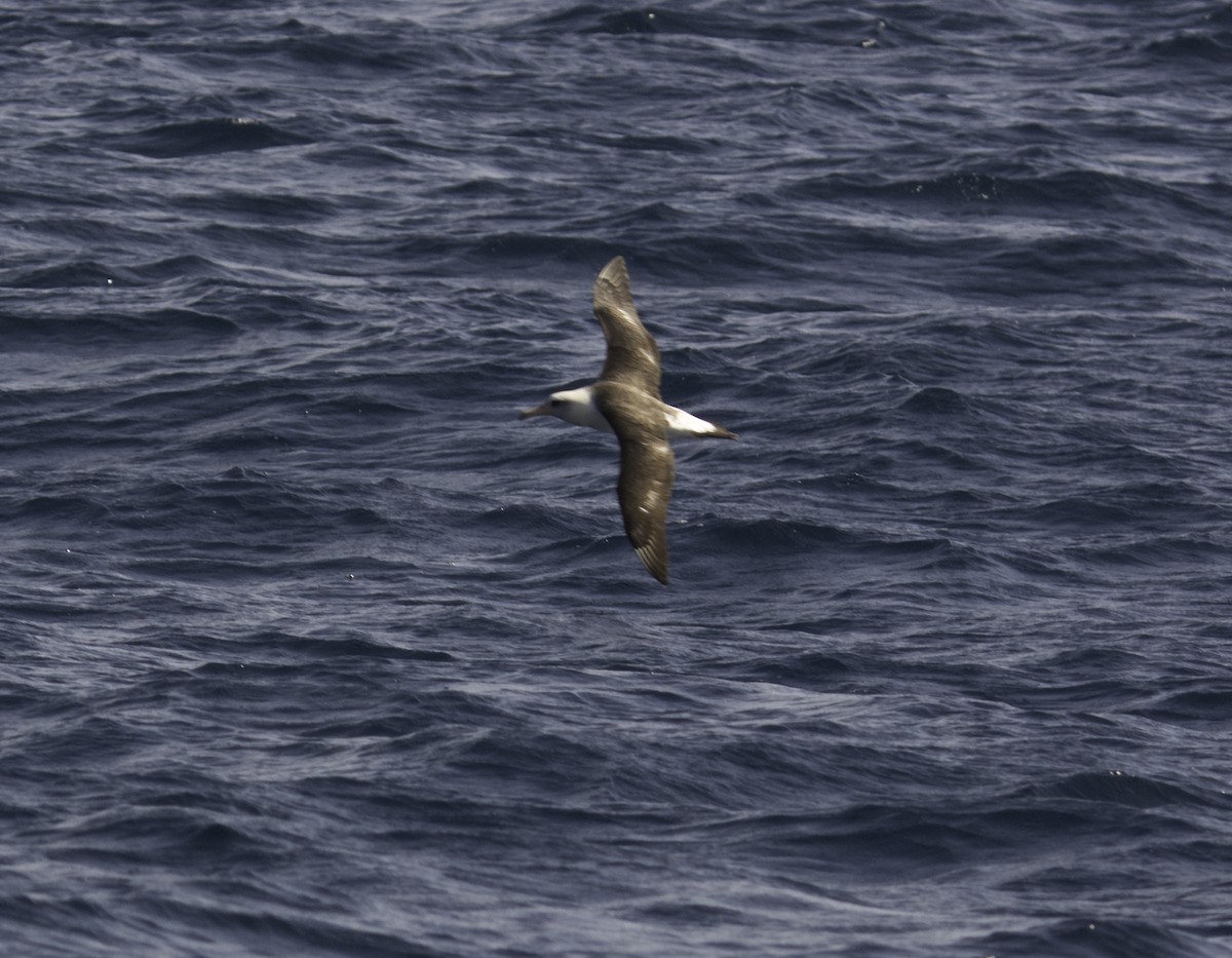 Темноспинный альбатрос - ML25131561