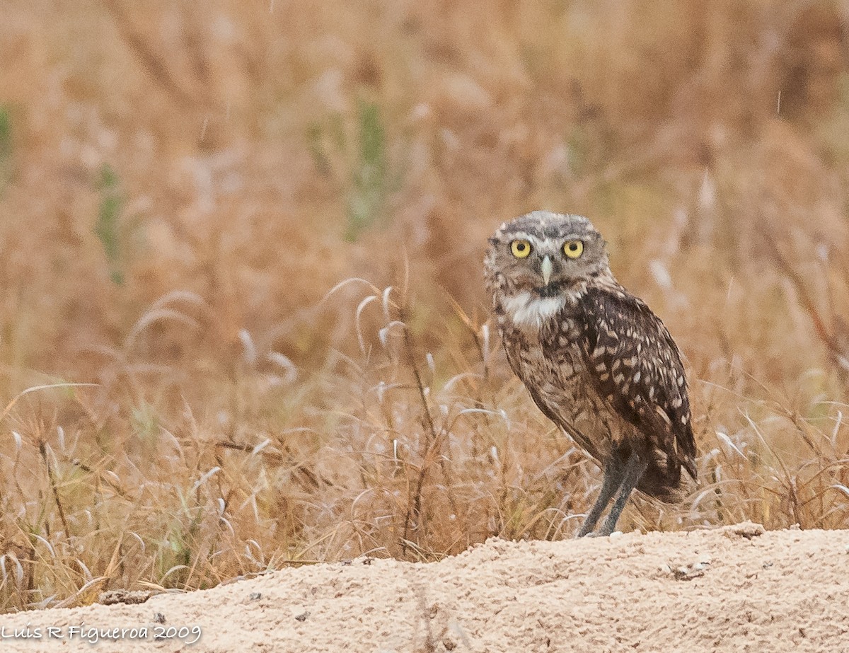 Burrowing Owl - ML251315661