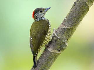  - Buff-spotted Woodpecker