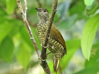  - Buff-spotted Woodpecker