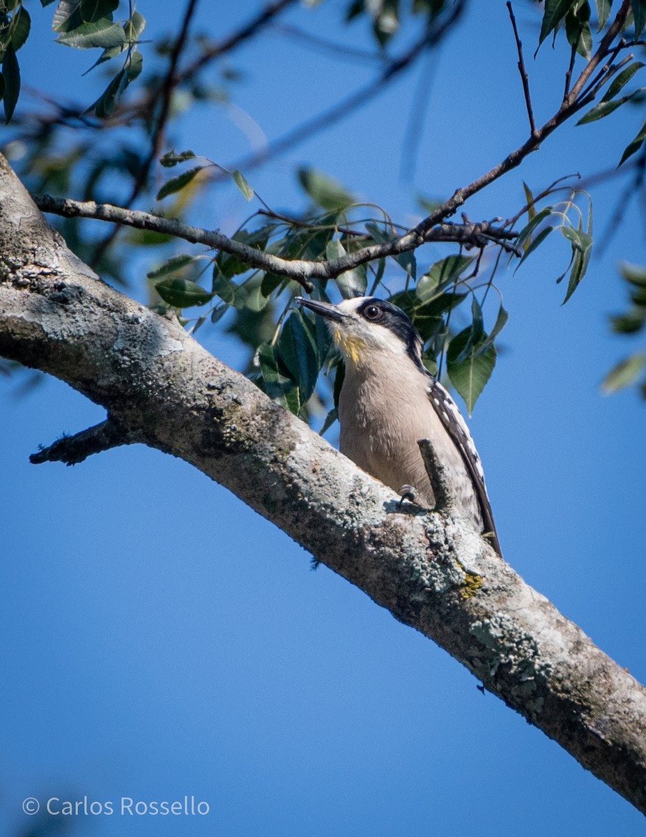 White-fronted Woodpecker - ML251319321